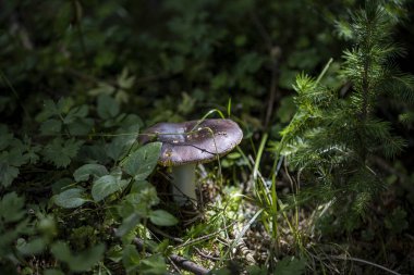 Bir yaz günü dağ ormanında mantar. Makro görünümü kapat.