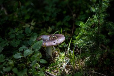 Bir yaz günü dağ ormanında mantar. Makro görünümü kapat.