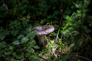 Bir yaz günü dağ ormanında mantar. Makro görünümü kapat.