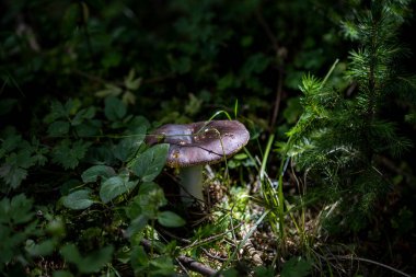Bir yaz günü dağ ormanında mantar. Makro görünümü kapat.