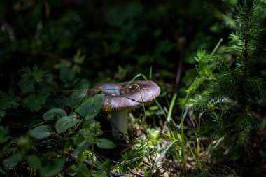Bir yaz günü dağ ormanında mantar. Makro görünümü kapat.