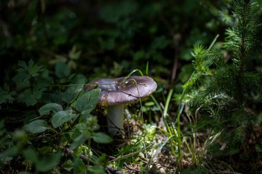 Bir yaz günü dağ ormanında mantar. Makro görünümü kapat.