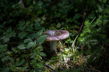 Bir yaz günü dağ ormanında mantar. Makro görünümü kapat.