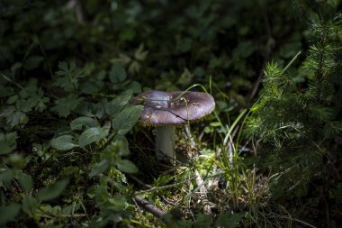 Bir yaz günü dağ ormanında mantar. Makro görünümü kapat.