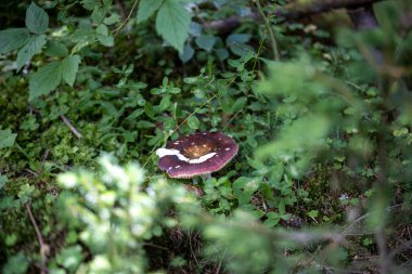 Bir yaz günü dağ ormanında mantar. Makro görünümü kapat.