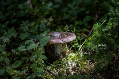 Bir yaz günü dağ ormanında mantar. Makro görünümü kapat.