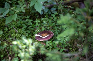 Bir yaz günü dağ ormanında mantar. Makro görünümü kapat.
