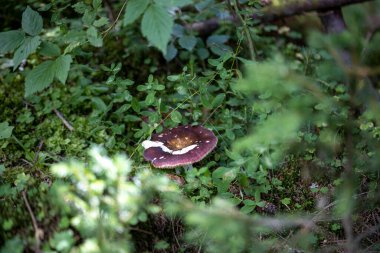 Bir yaz günü dağ ormanında mantar. Makro görünümü kapat.