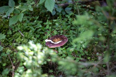 Bir yaz günü dağ ormanında mantar. Makro görünümü kapat.