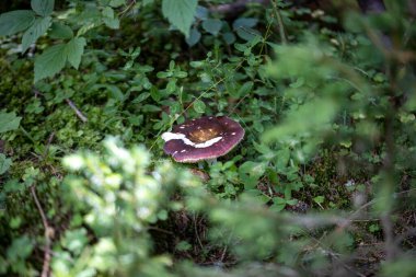 Bir yaz günü dağ ormanında mantar. Makro görünümü kapat.