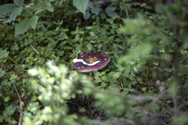 Bir yaz günü dağ ormanında mantar. Makro görünümü kapat.