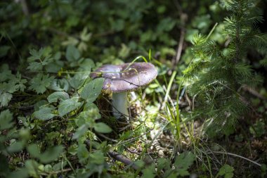 Bir yaz günü dağ ormanında mantar. Makro görünümü kapat.