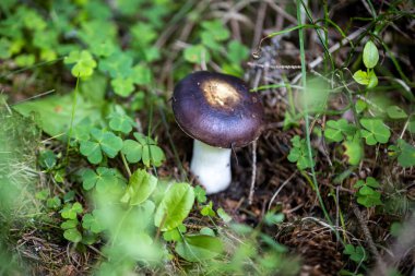 Bir yaz günü dağ ormanında mantar. Makro görünümü kapat.