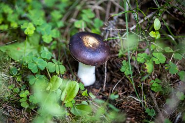 Bir yaz günü dağ ormanında mantar. Makro görünümü kapat.