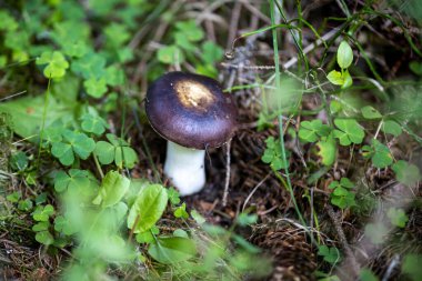 Bir yaz günü dağ ormanında mantar. Makro görünümü kapat.