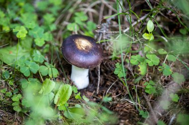 Bir yaz günü dağ ormanında mantar. Makro görünümü kapat.