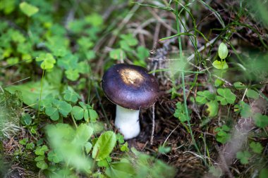 Bir yaz günü dağ ormanında mantar. Makro görünümü kapat.