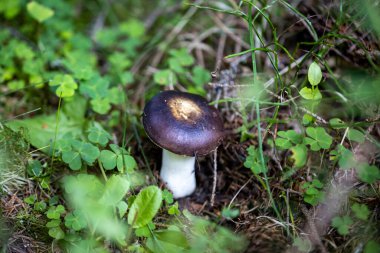 Bir yaz günü dağ ormanında mantar. Makro görünümü kapat.