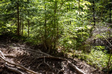 Ukrayna Karpatlarının Dağ Ormanı.