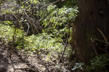 Ukrayna Karpatlarının Dağ Ormanı.