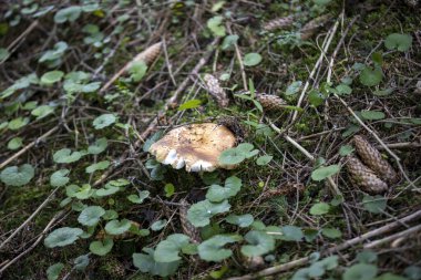 Bir yaz günü dağ ormanında mantar. Makro görünümü kapat.