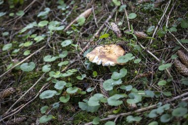 Bir yaz günü dağ ormanında mantar. Makro görünümü kapat.