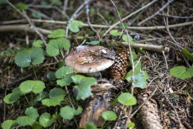 Bir yaz günü dağ ormanında mantar. Makro görünümü kapat.