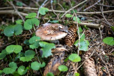 Bir yaz günü dağ ormanında mantar. Makro görünümü kapat.