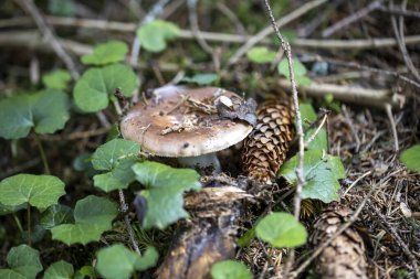 Bir yaz günü dağ ormanında mantar. Makro görünümü kapat.