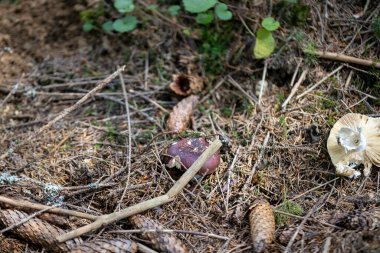 Bir yaz günü dağ ormanında mantar. Makro görünümü kapat.