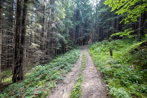 Bir yaz günü Ukrayna Karpatları 'nda toprak dağ yolu.
