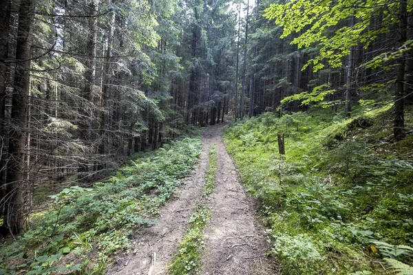 Bir yaz günü Ukrayna Karpatları 'nda toprak dağ yolu.