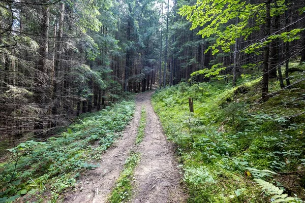 Bir yaz günü Ukrayna Karpatları 'nda toprak dağ yolu.