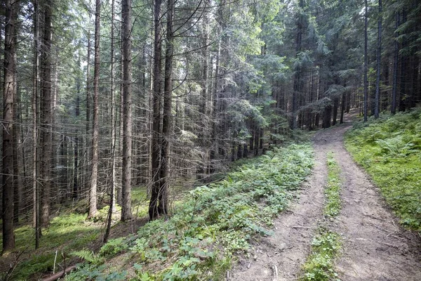 Bir yaz günü Ukrayna Karpatları 'nda toprak dağ yolu.