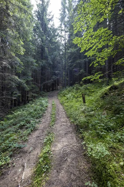 Bir yaz günü Ukrayna Karpatları 'nda toprak dağ yolu.