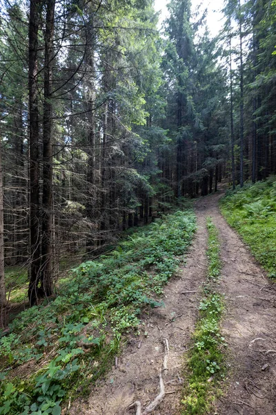 Bir yaz günü Ukrayna Karpatları 'nda toprak dağ yolu.