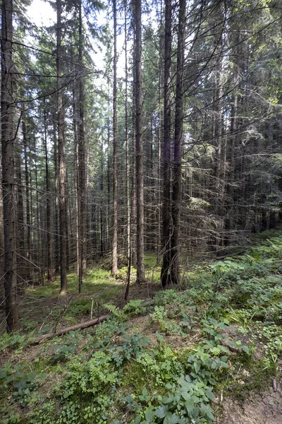 Ukrayna Karpatlarının Dağ Ormanı.