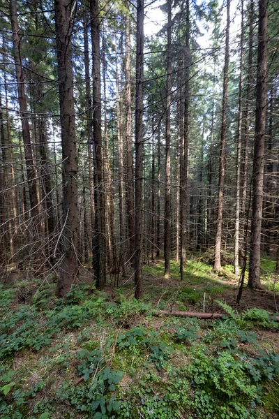 Ukrayna Karpatlarının Dağ Ormanı.