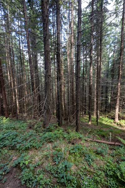 Ukrayna Karpatlarının Dağ Ormanı.