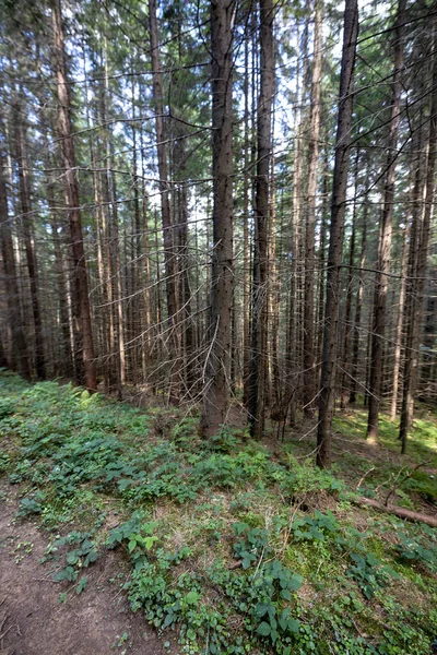 Ukrayna Karpatlarının Dağ Ormanı.