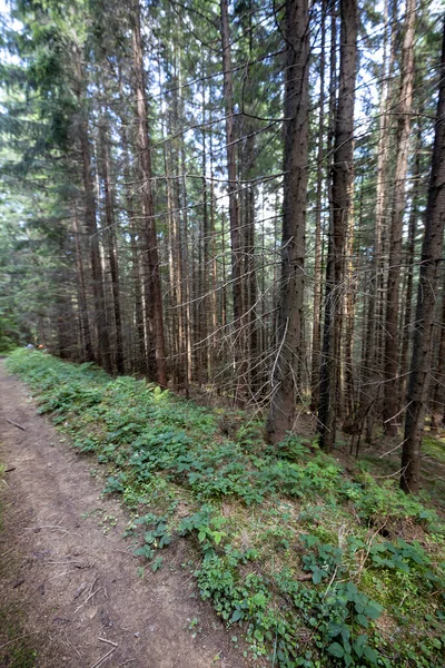 Ukrayna Karpatlarının Dağ Ormanı.
