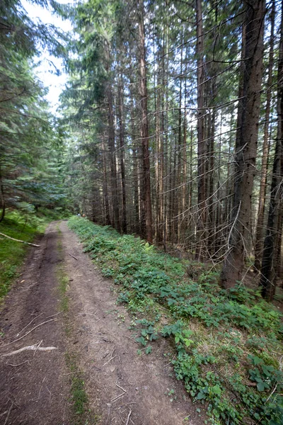 Bir yaz günü Ukrayna Karpatları 'nda toprak dağ yolu.