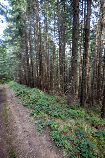 Bir yaz günü Ukrayna Karpatları 'nda toprak dağ yolu.