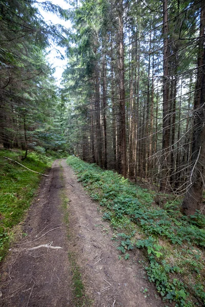 Bir yaz günü Ukrayna Karpatları 'nda toprak dağ yolu.