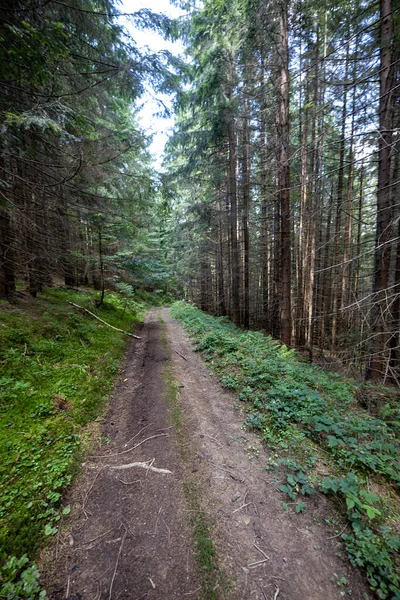Bir yaz günü Ukrayna Karpatları 'nda toprak dağ yolu.