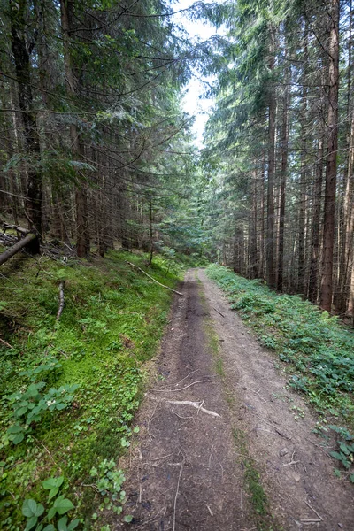 Bir yaz günü Ukrayna Karpatları 'nda toprak dağ yolu.