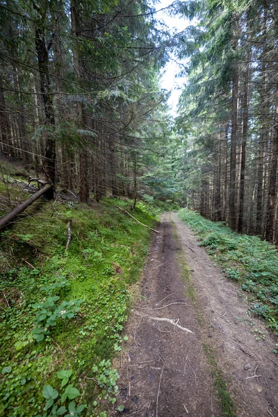 Bir yaz günü Ukrayna Karpatları 'nda toprak dağ yolu.
