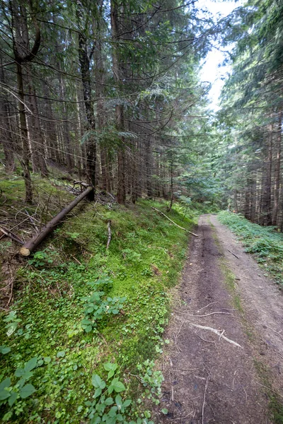 Ukrayna Karpatlarının Dağ Ormanı.