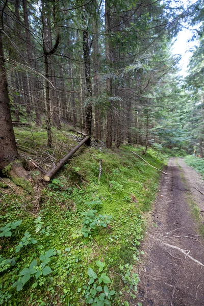 Ukrayna Karpatlarının Dağ Ormanı.