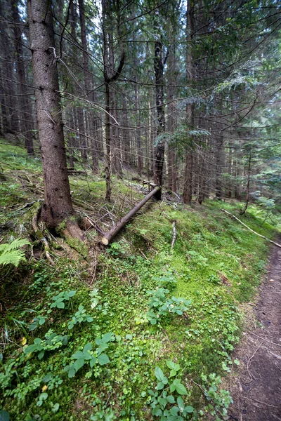 Mountain Forest Ukrainian Carpathians — Stockfoto